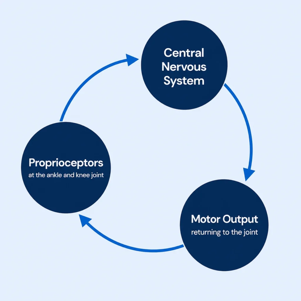 Sensorimotor feedback loop diagram showing proprioceptors at the ankle and knee joint sending signals to the central nervous system and motor output returning to the joint, illustrating the neuromotor system targeted by CPT 97112 neuromuscular reeducation